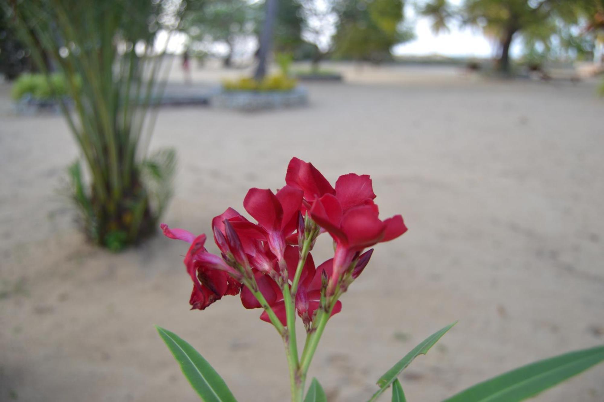 Nirukthie Beach Resort & Restaurant Kalpitiya Exterior foto