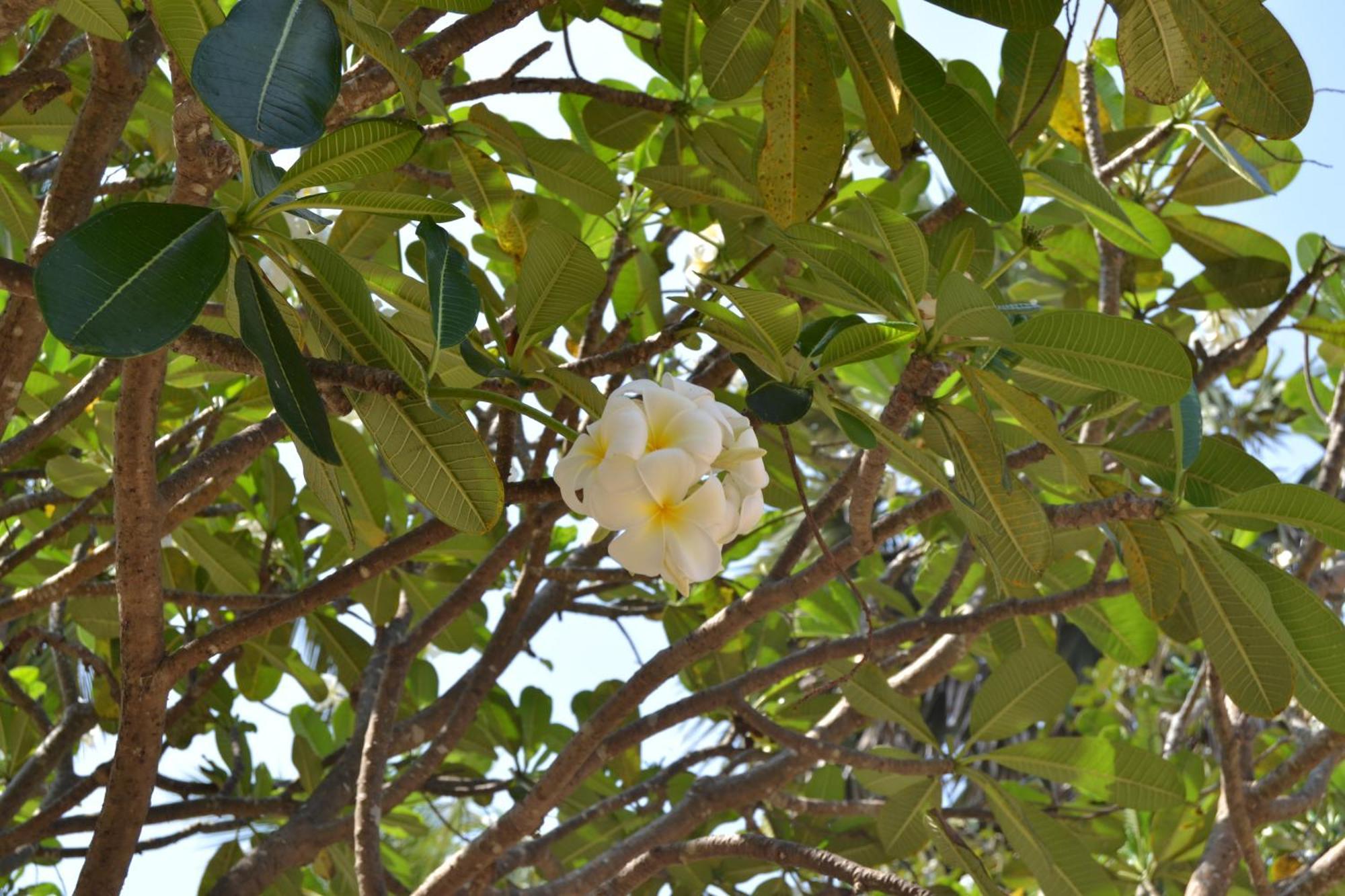 Nirukthie Beach Resort & Restaurant Kalpitiya Exterior foto